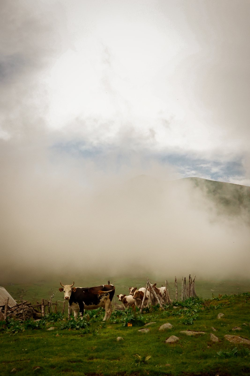 Cows grazing below a wall of rising mist