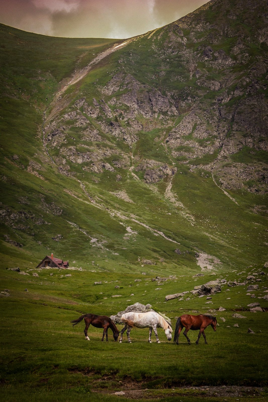 Horses grazing in a green mountain valley