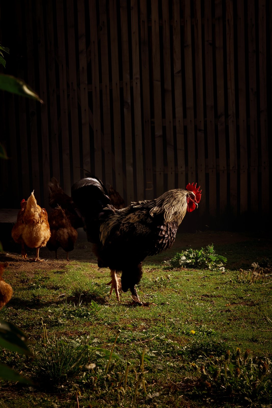 A rooster and hens in a sunlit farmyard