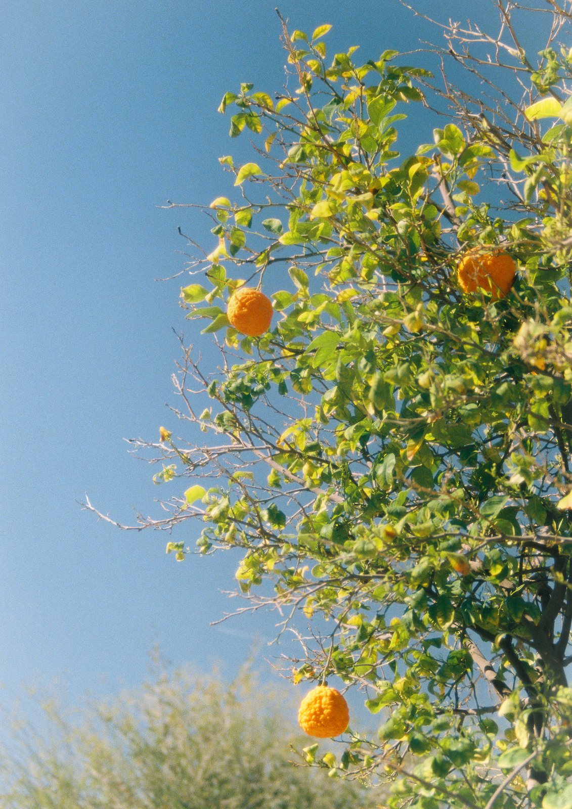 An orange tree against blue sky