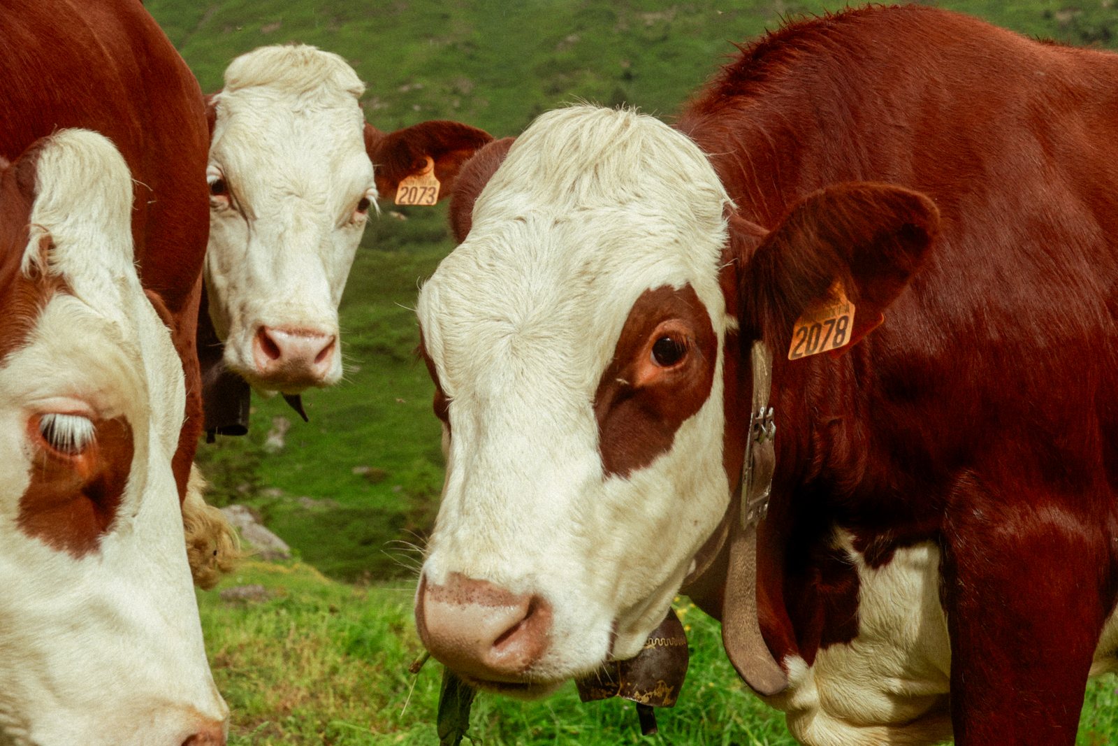 Three cows looking into the camera