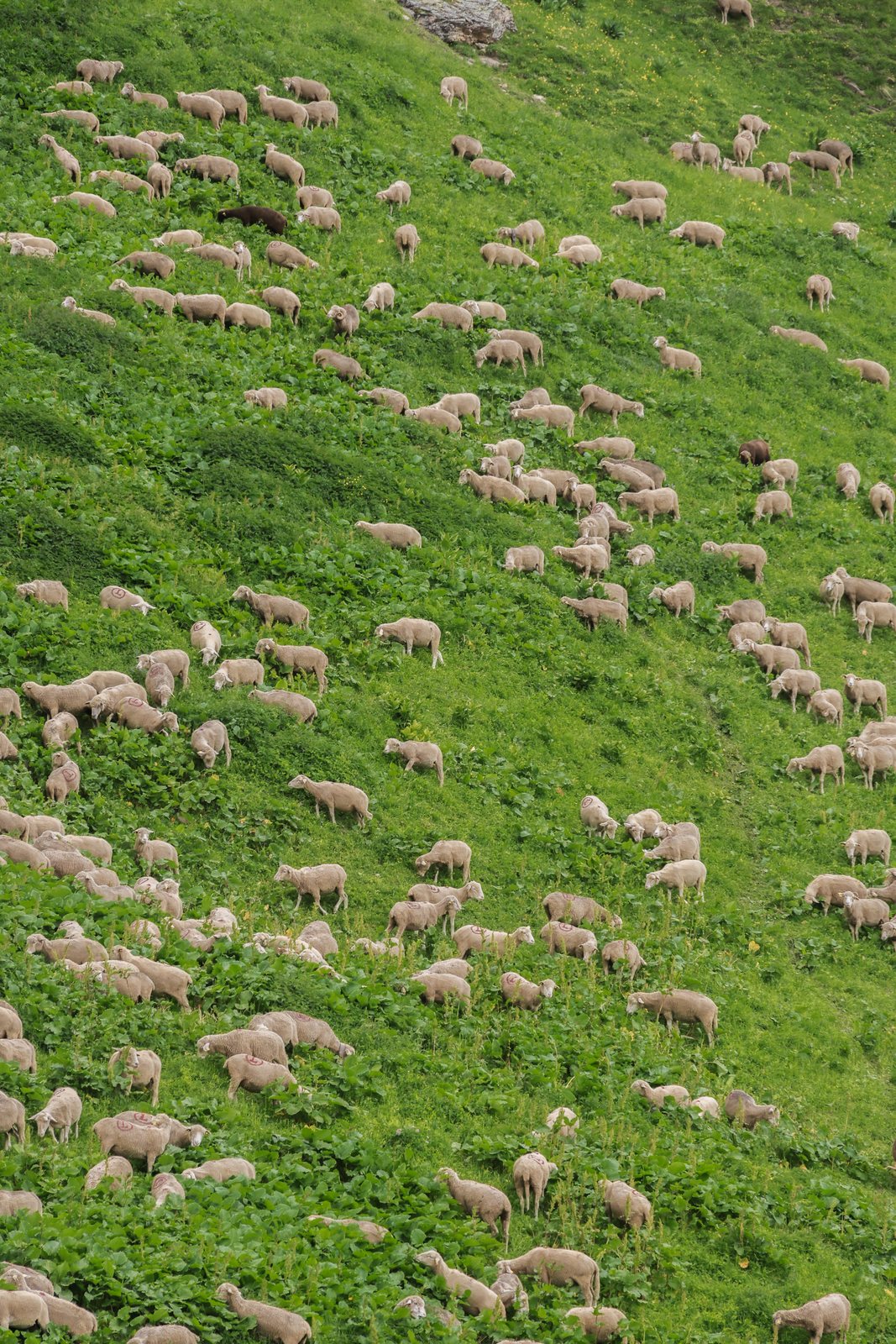 Sheep scattered across a steep green pasture
