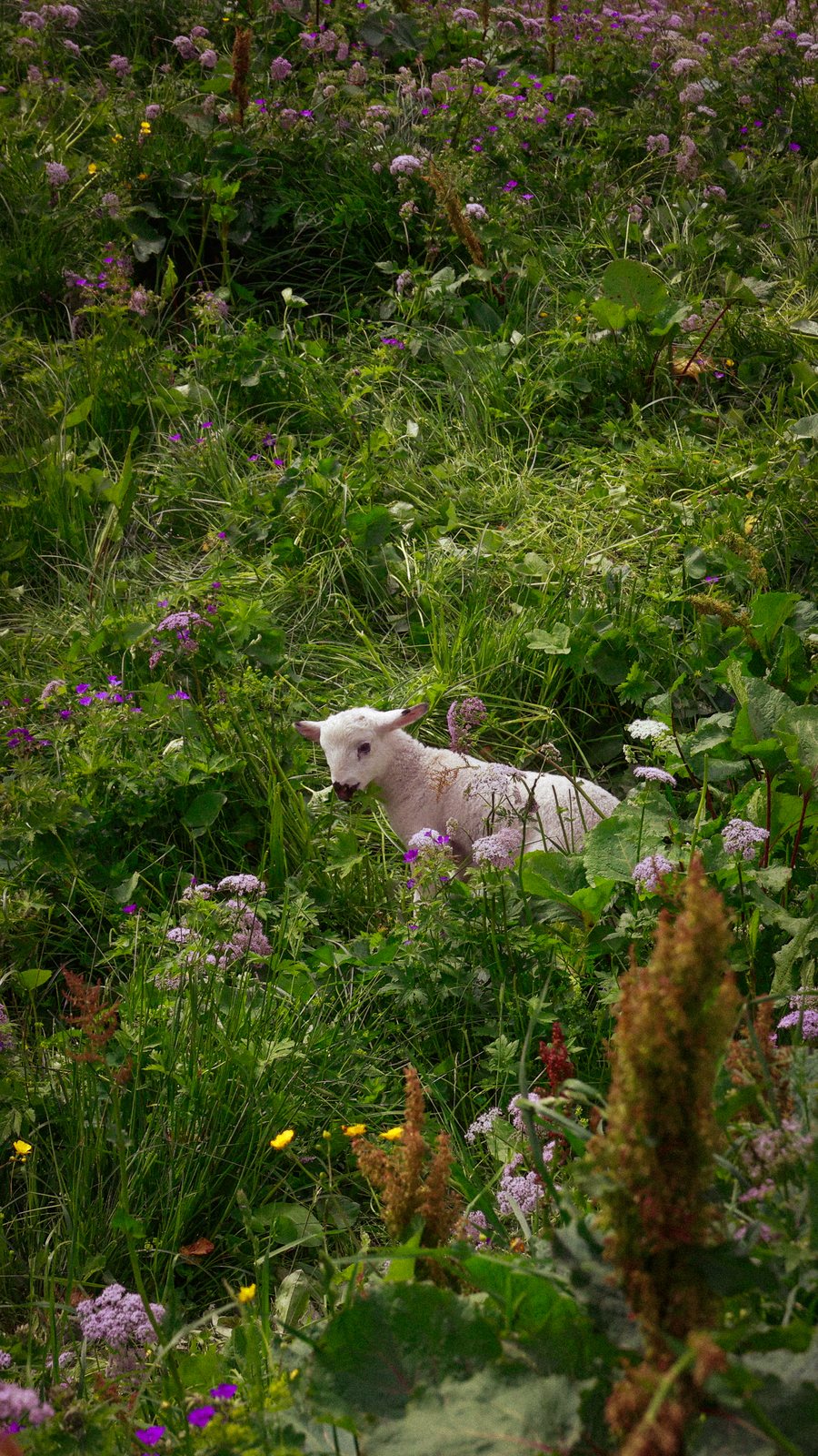 A lamb resting among wildflowers