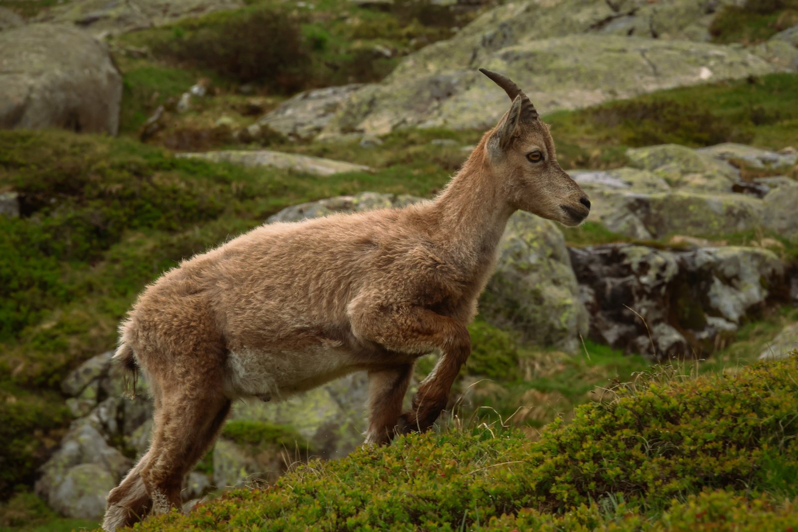 An ibex on a grassy slope