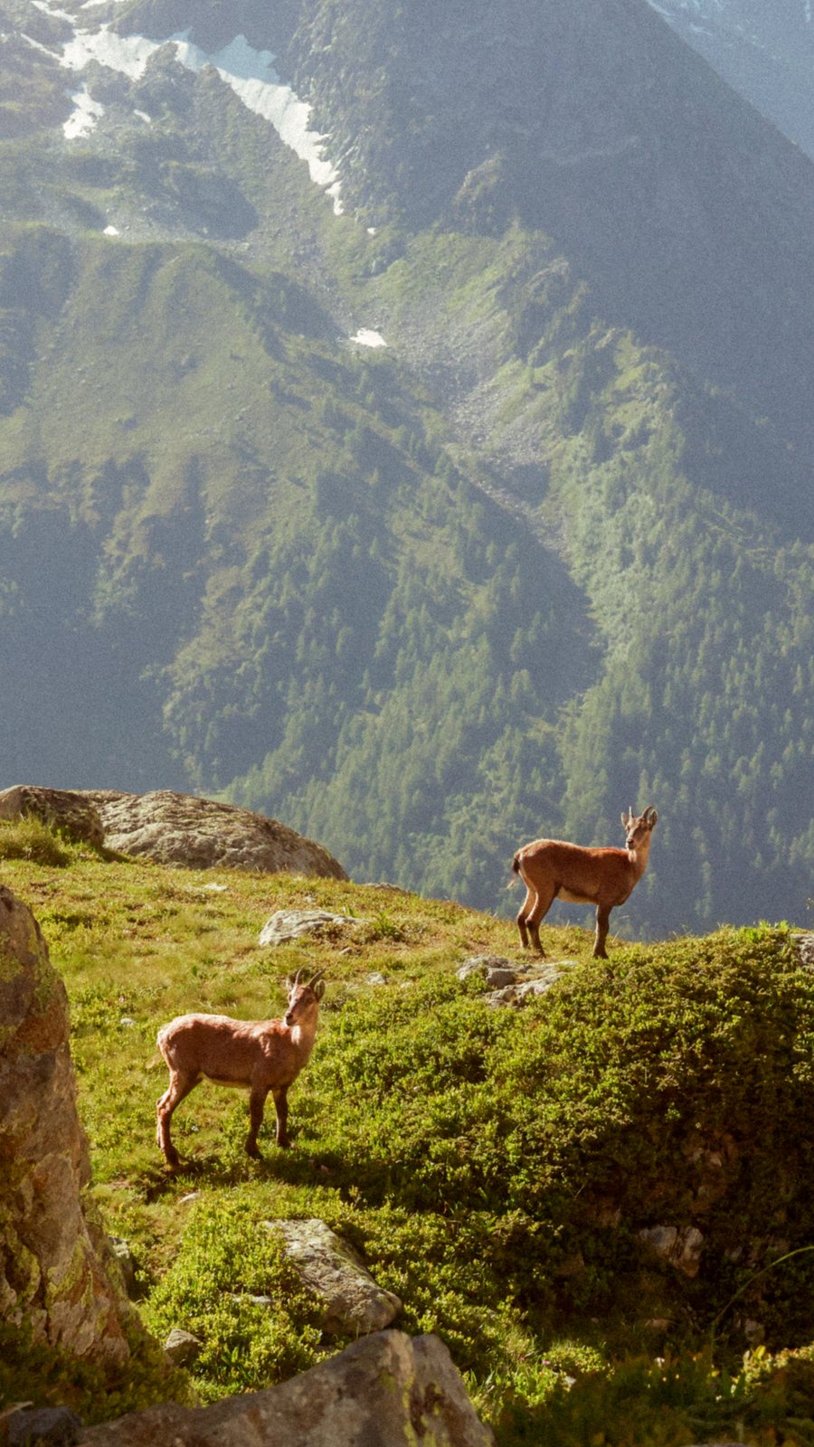 Two ibex on a grassy ledge above the valley