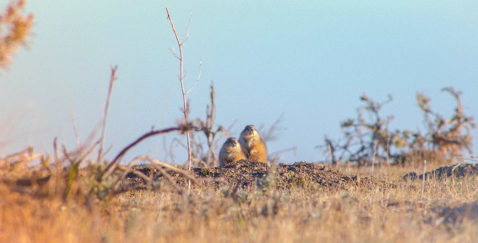 Two prairie dogs on their mound