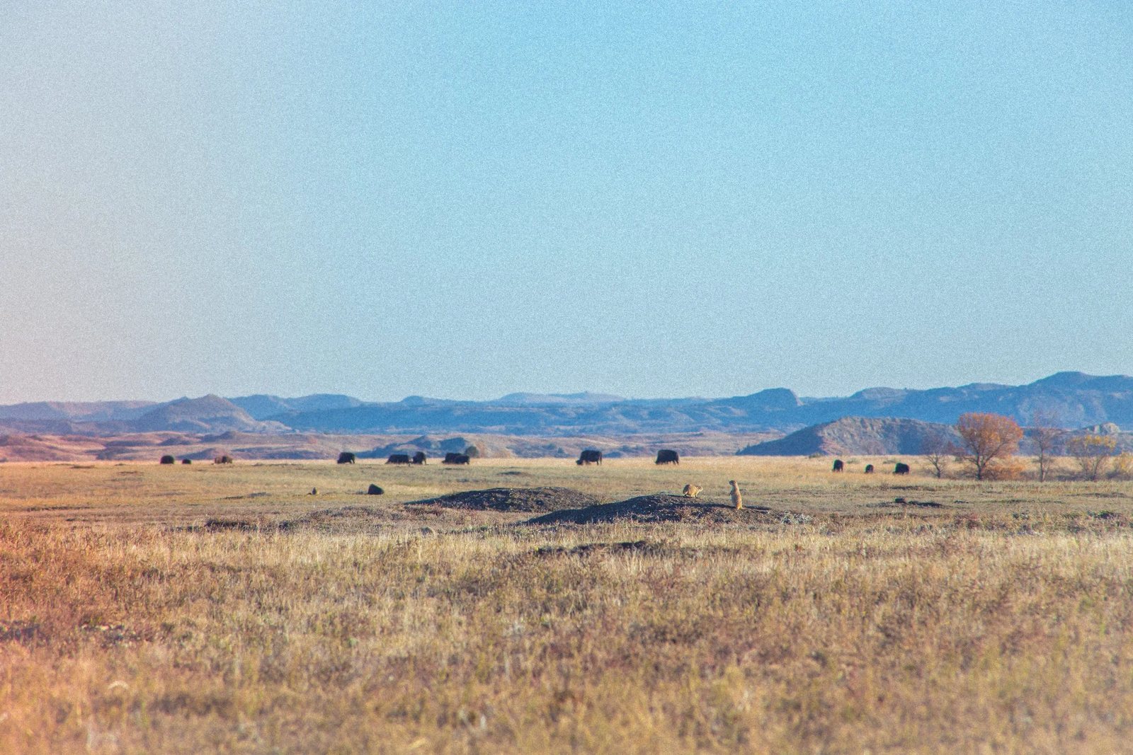 A distant bison herd across open prairie