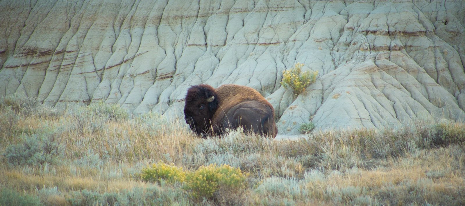 A bison resting against pale eroded hills