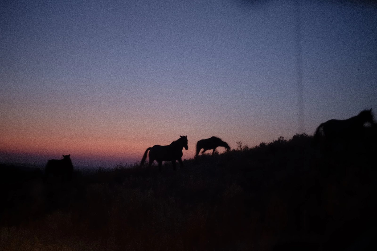 Wild horses silhouetted at dusk