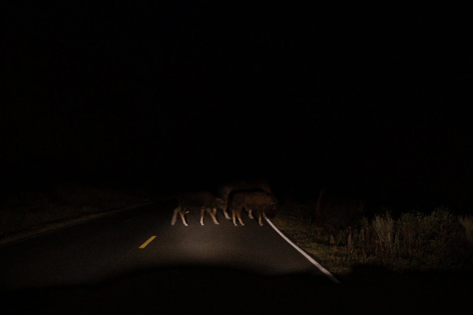 Bison crossing a dark road in the headlights