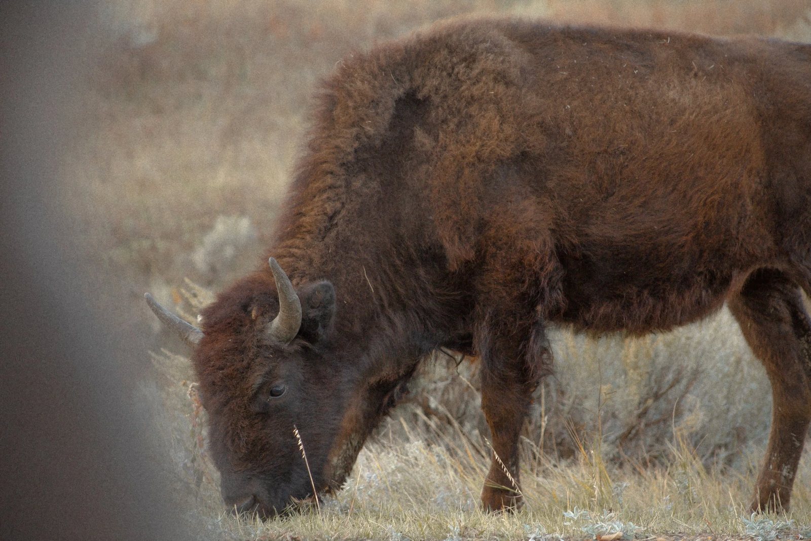 A young bison grazing