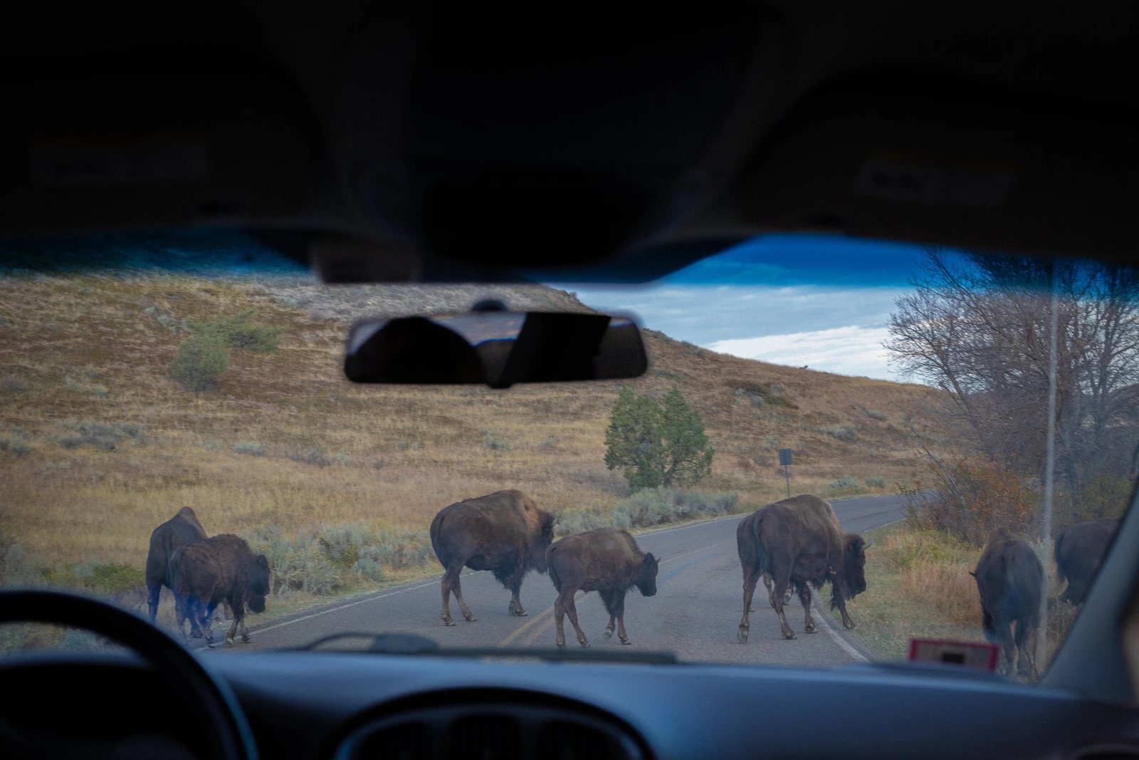 Bison crossing the road, seen through a windshield