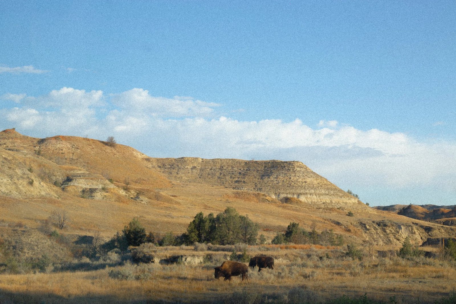 Two bison below golden badlands