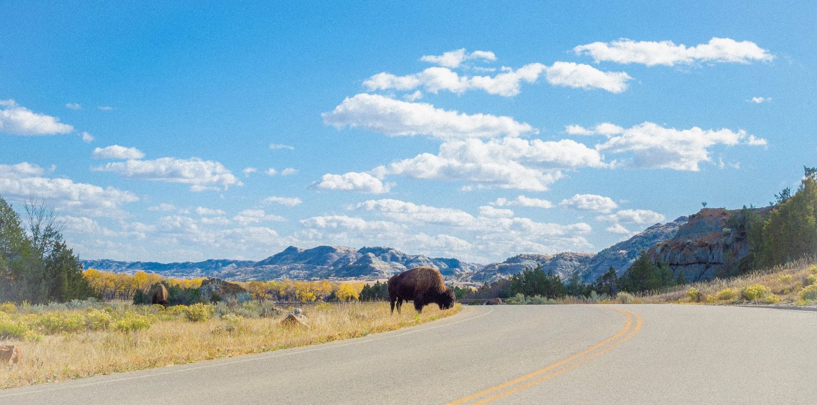 A bison grazing beside a winding road