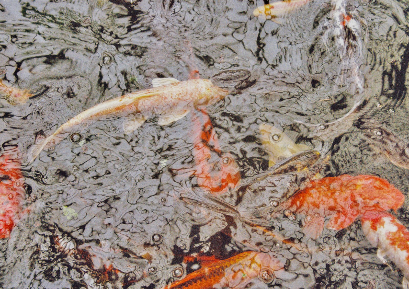 Koi swirling under a rippled surface