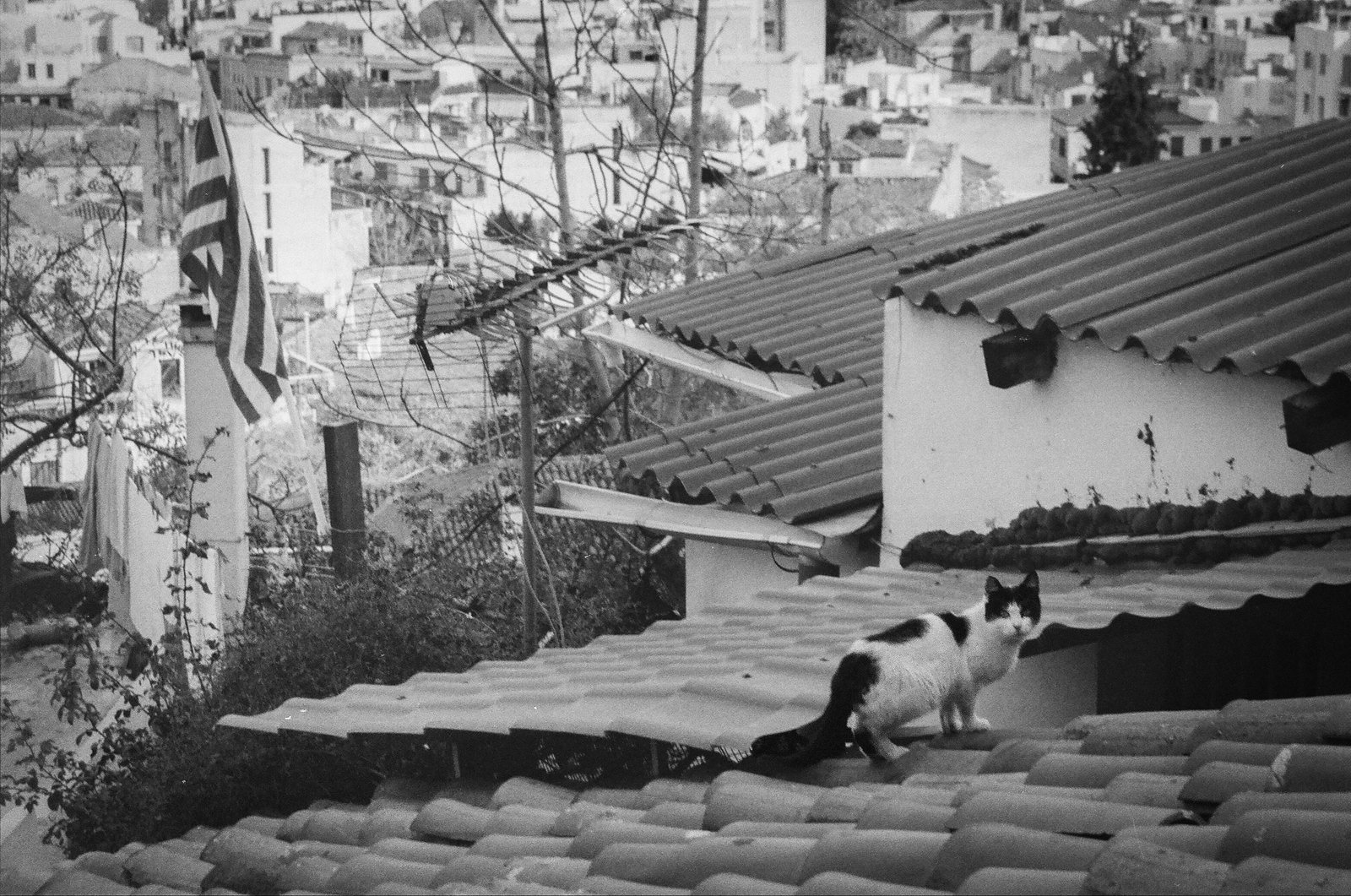 Black and white photo of a cat walking across tiled rooftops