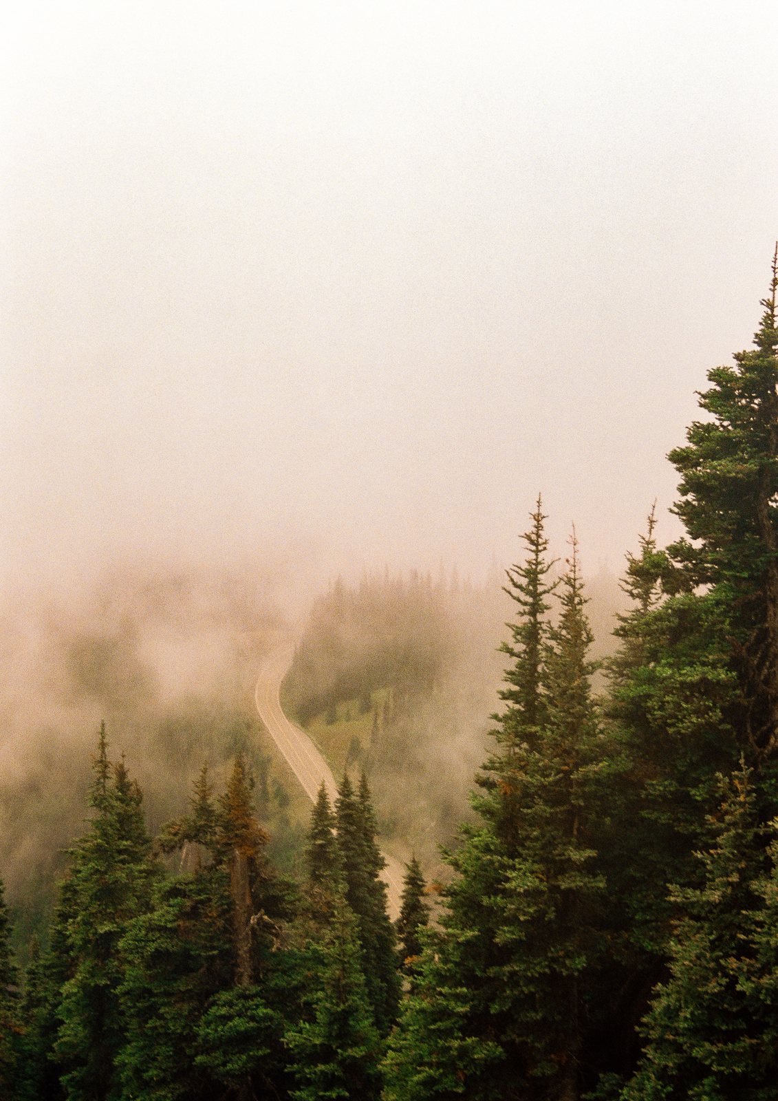 A road winding through fog and spruce