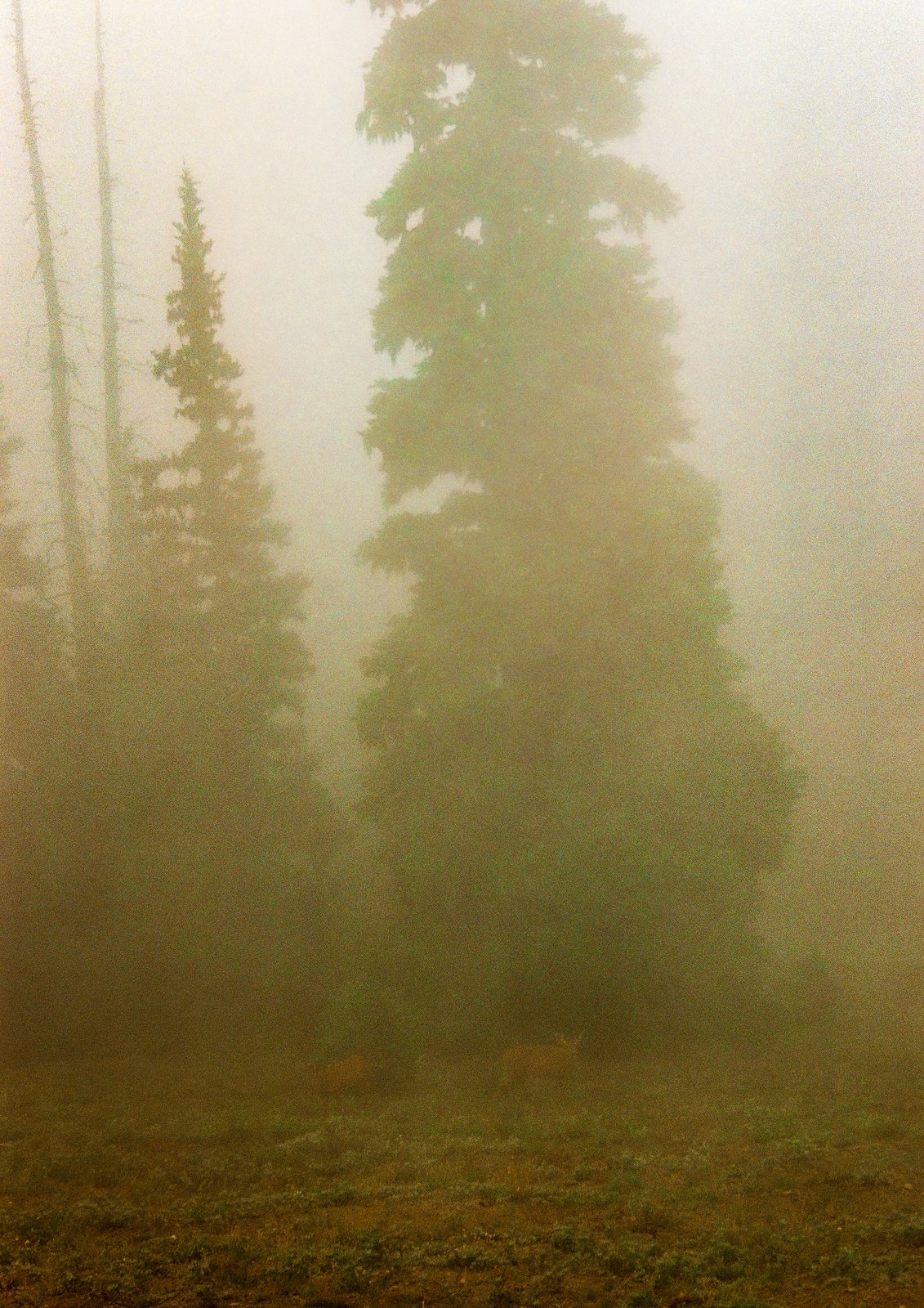 A lone spruce in thick fog