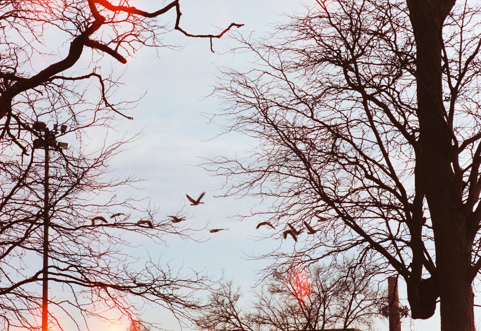 Geese crossing a sky of bare branches
