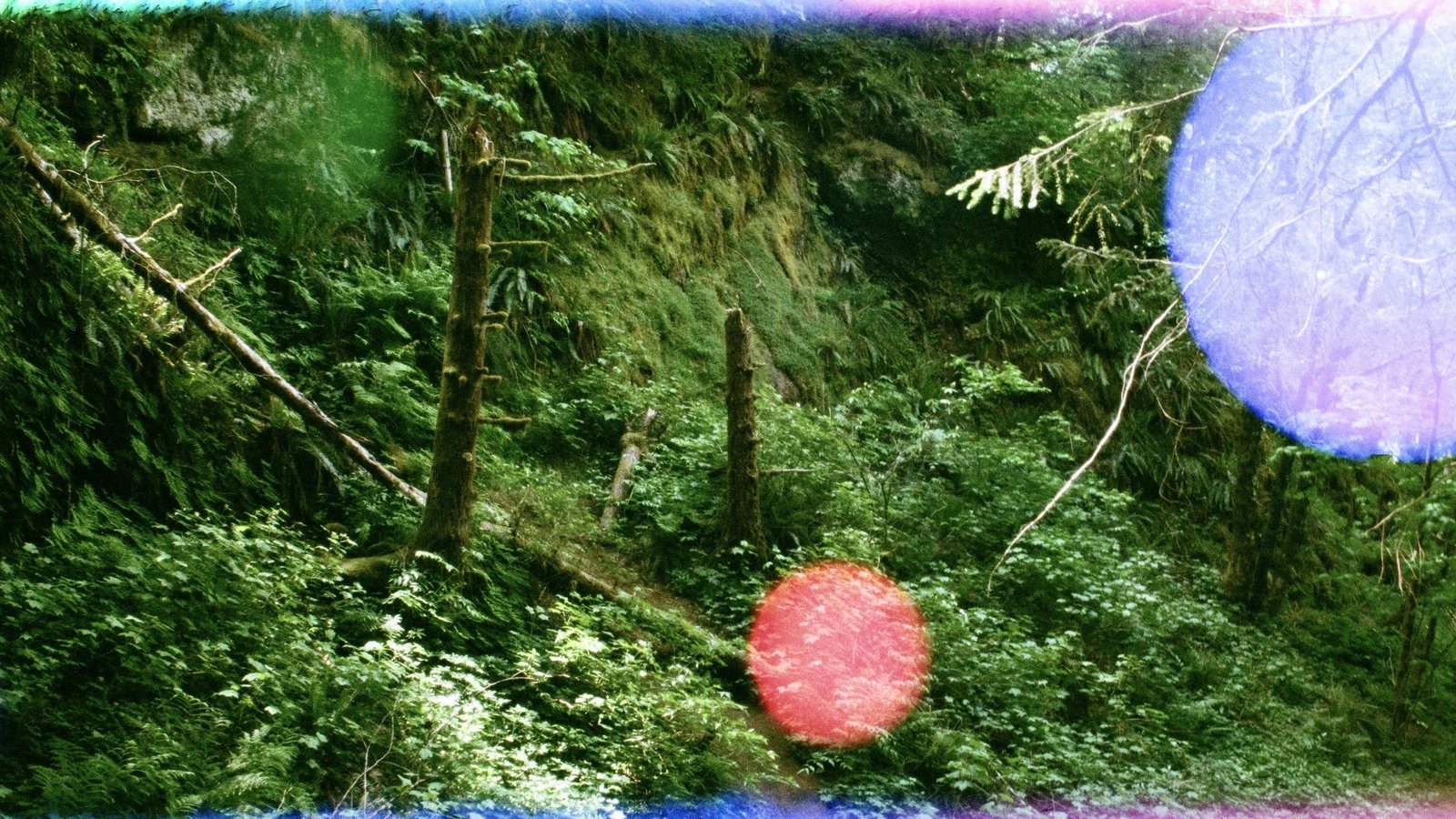 Mossy forest with film light leaks