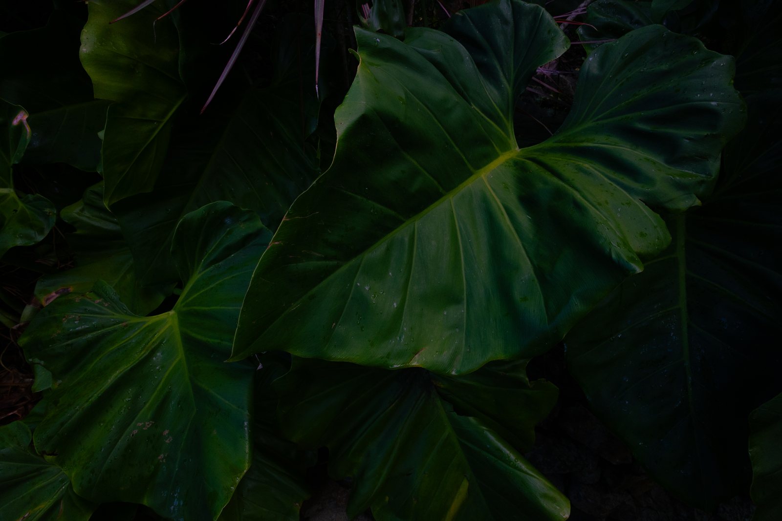 Large dark leaves in deep shade